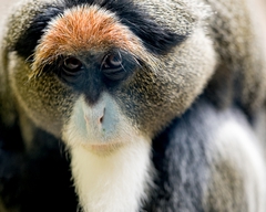 Did You Call Me Ginger?